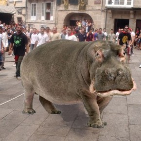 Allariz utilizará un hipopótamo na próxima Festa do Boi